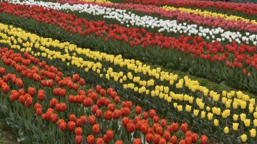Tulip Garden In Dhauladhar Ranges Palampur Himachal Pradesh
