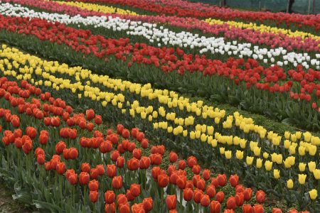 Tulip Garden In Dhauladhar Ranges Palampur Himachal Pradesh