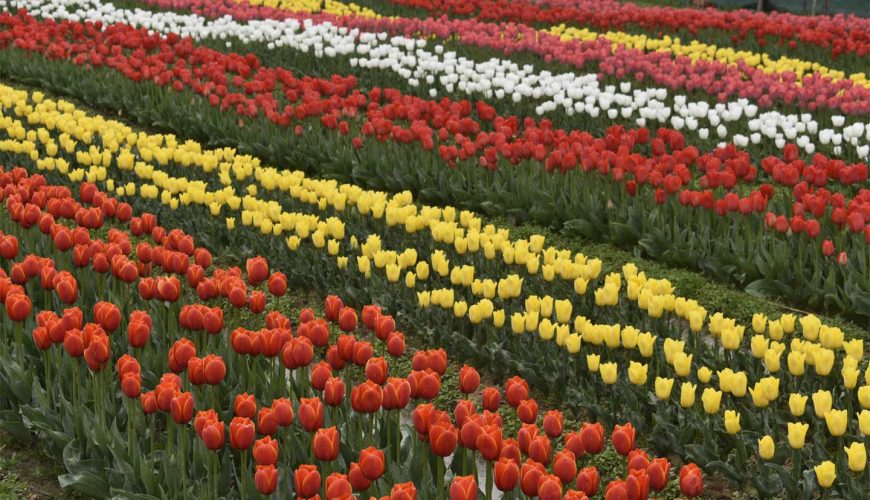 Tulip Garden In Dhauladhar Ranges Palampur Himachal Pradesh