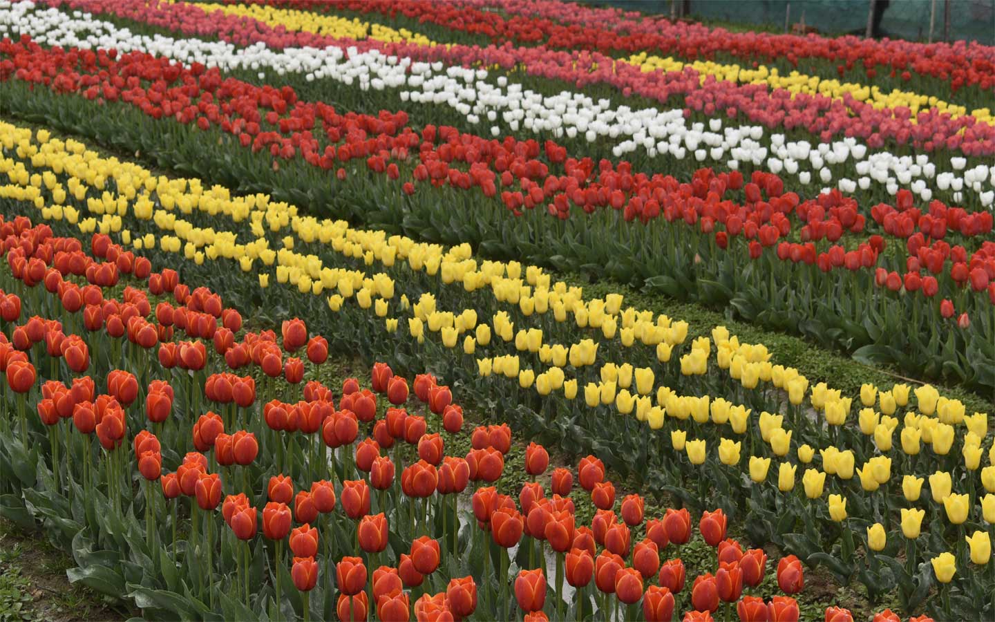 Tulip Garden In Dhauladhar Ranges Palampur Himachal Pradesh