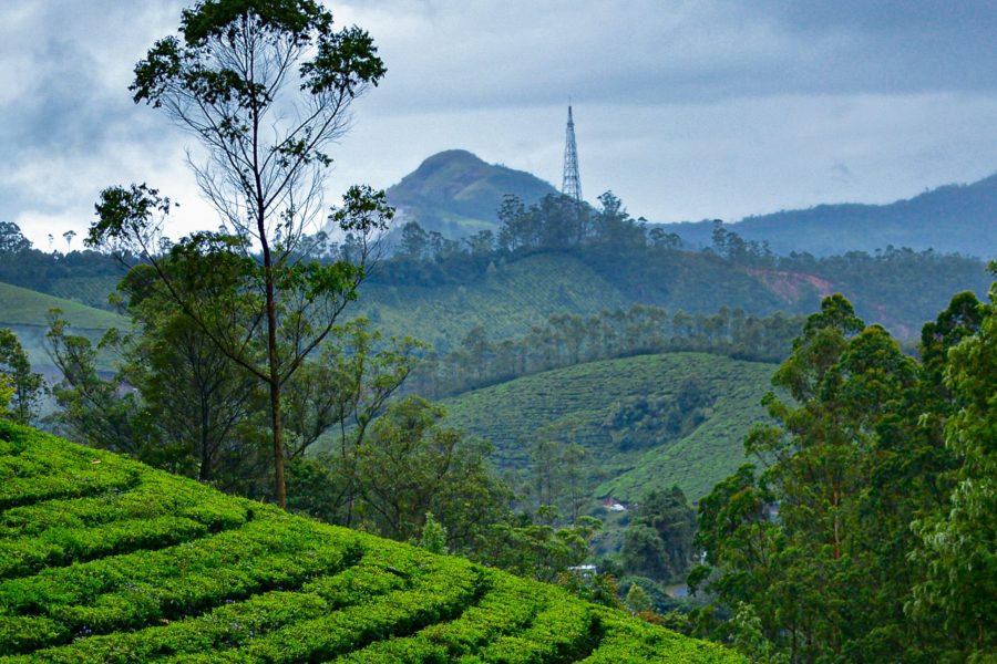 Essential Kerala and Backwaters.