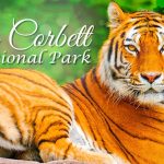 Corbett National Park