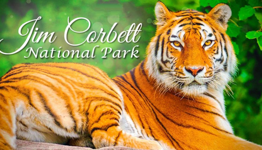 Corbett National Park